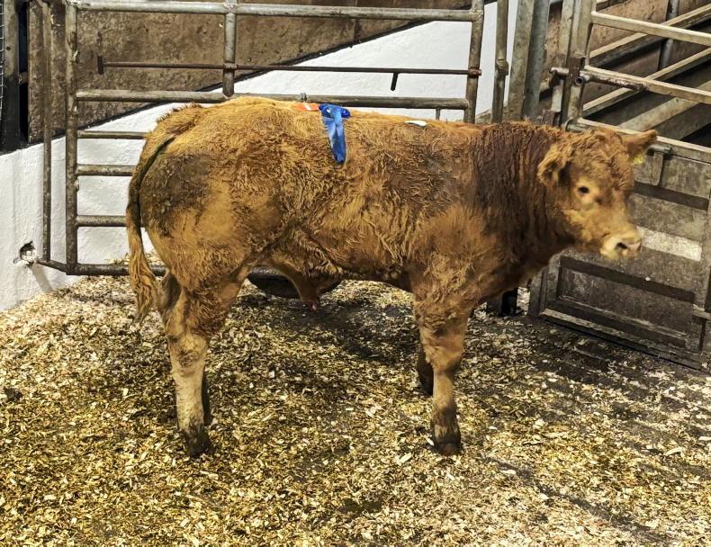 Farmer buyers out in force in Tuam