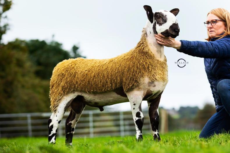 28,000gns for Bluefaced Leicester ram lamb 