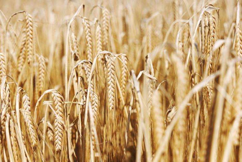 Grain Trends: global wheat production to increase