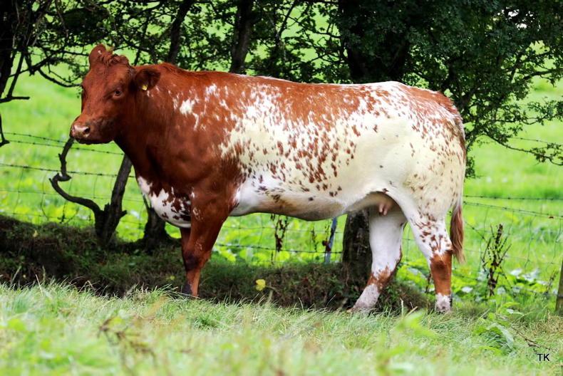 £5,600 for suckler outfit at Ballymena