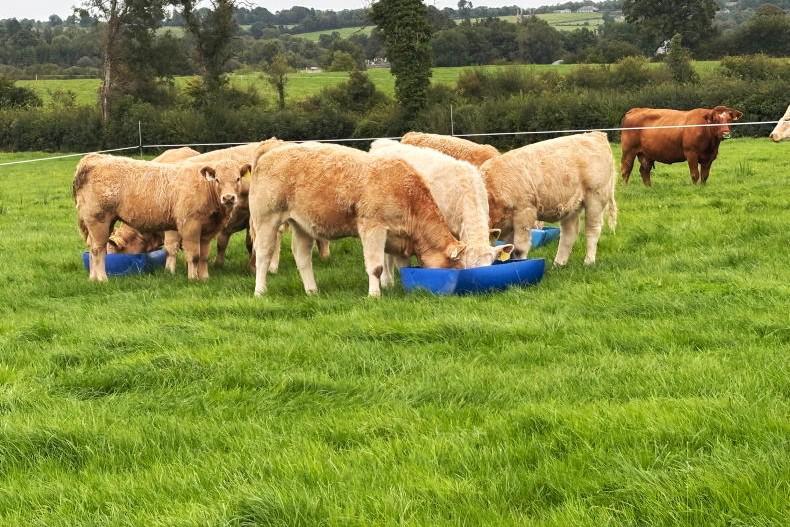 Beef Management Notes: getting ready for housing and avoiding pregnant heifers 