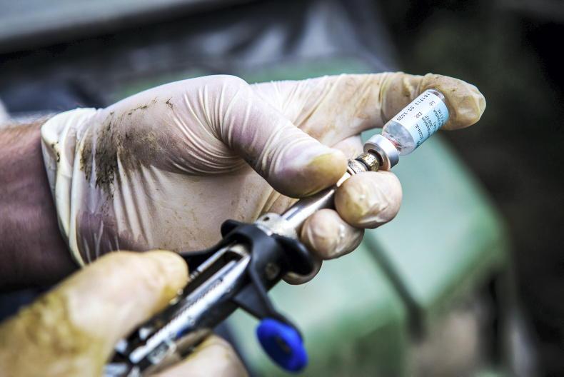 One in 16 clear herds go down with TB in last 12 months