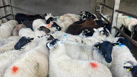 Sheep mart prices: signs of more demand for finished lambs