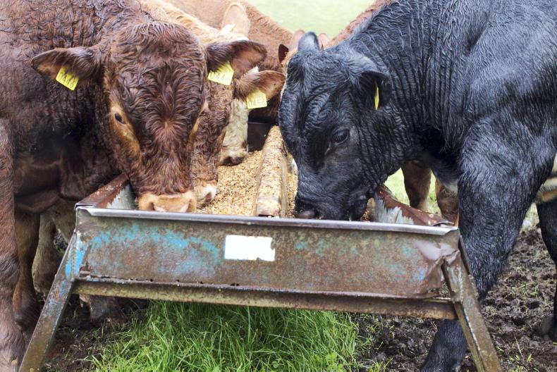 Over 20,000 apply for beef welfare scheme