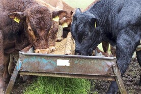 Over 20,000 apply for beef welfare scheme