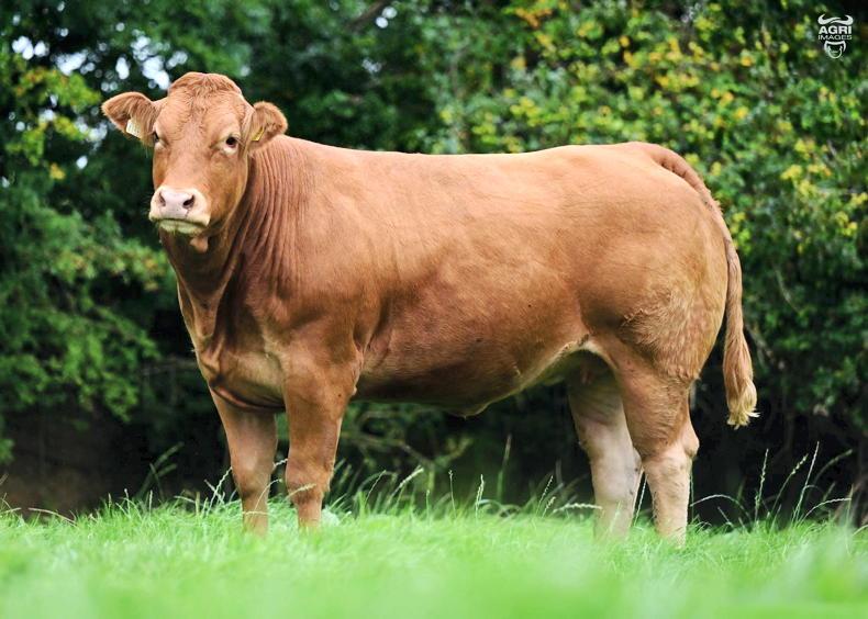 Revamp of ICBF stars for all bulls