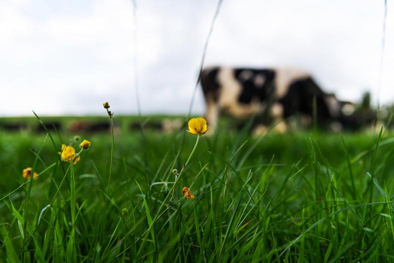 Dairy management: poor prospect for grass growth as October nears