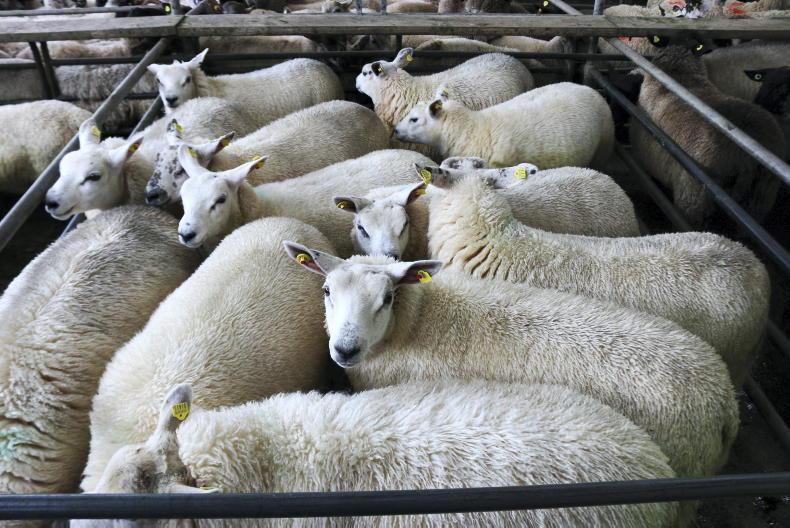 Sheep price update: lamb trade steady with supply and demand balanced 