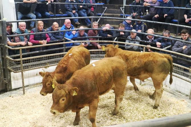 In pictures: bulls sell to €7/kg-plus in Athenry Mart show and sale