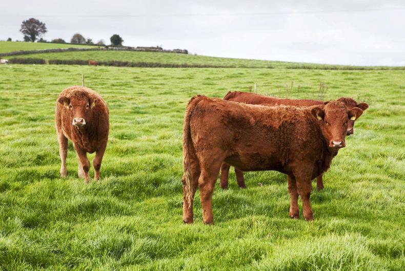 SCEP eligible heifer sales organised for October