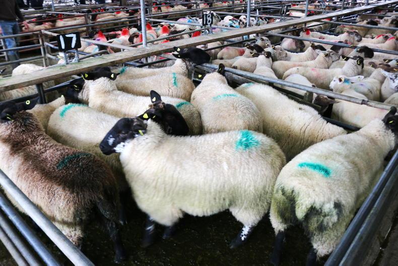 Camera at the Mart: sharp trade as ewe lambs top €200 in Ballinasloe