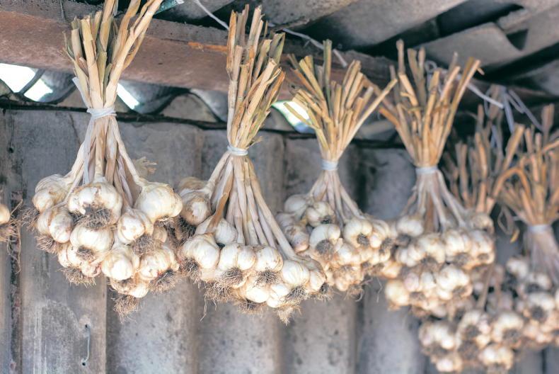 Fall head over cloves for garlic this planting season