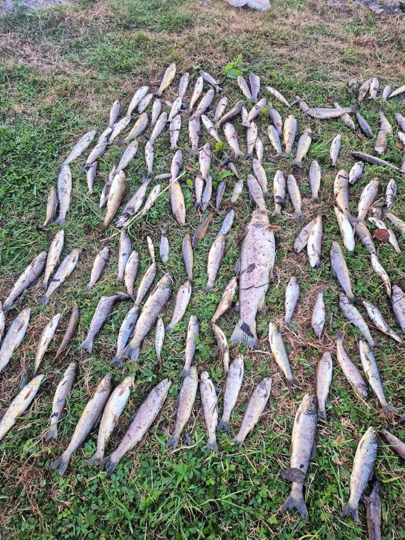 No definite cause identified in Blackwater fish kill as investigation ends