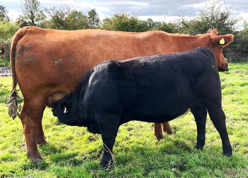 Breeding a new strain of cattle for health-conscious consumers