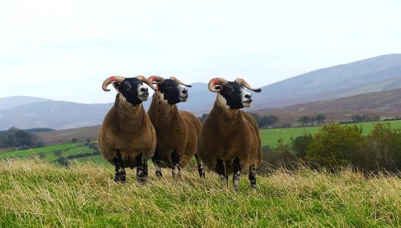 Farmer Writes: fingers crossed for upcoming sale