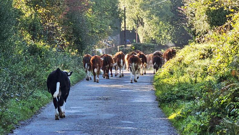 Farmer Writes: A good nose can detect a bad dose