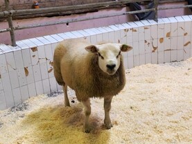 Camera at the Mart: good clearance at Macroom breeding sale