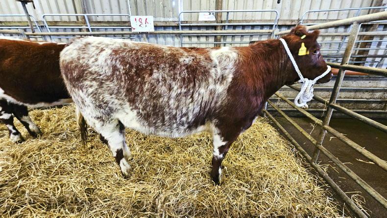 Shorthorns smash Southwest club records
