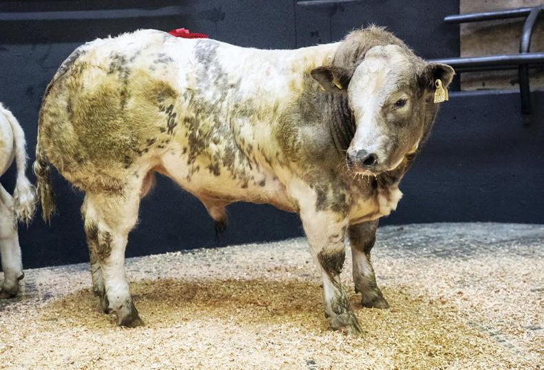 Booming cattle trade creating taxing times on suckler farms