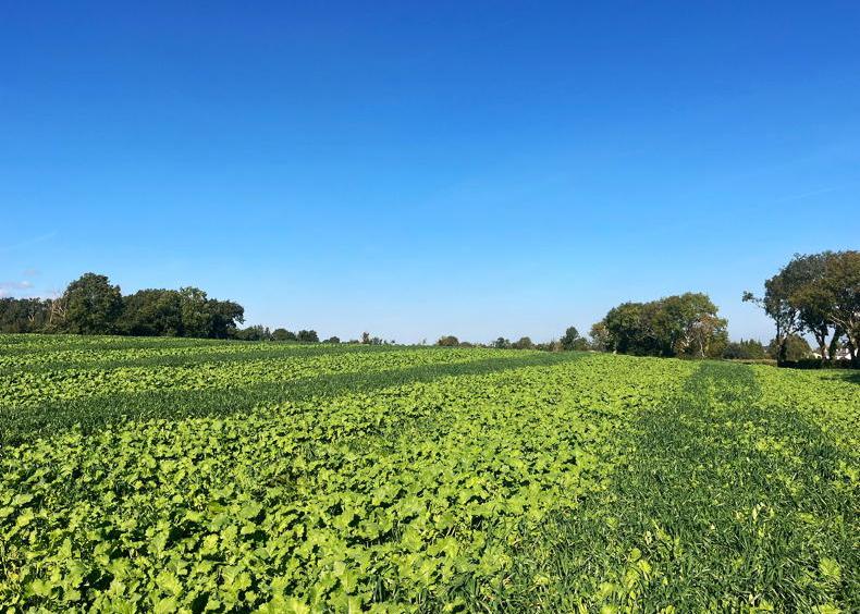 Dempsey at Large: EU tillage policy is uniquely flawed