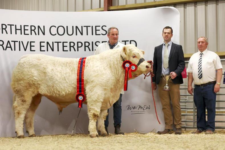 Future Charolais stars light up Swatragh 