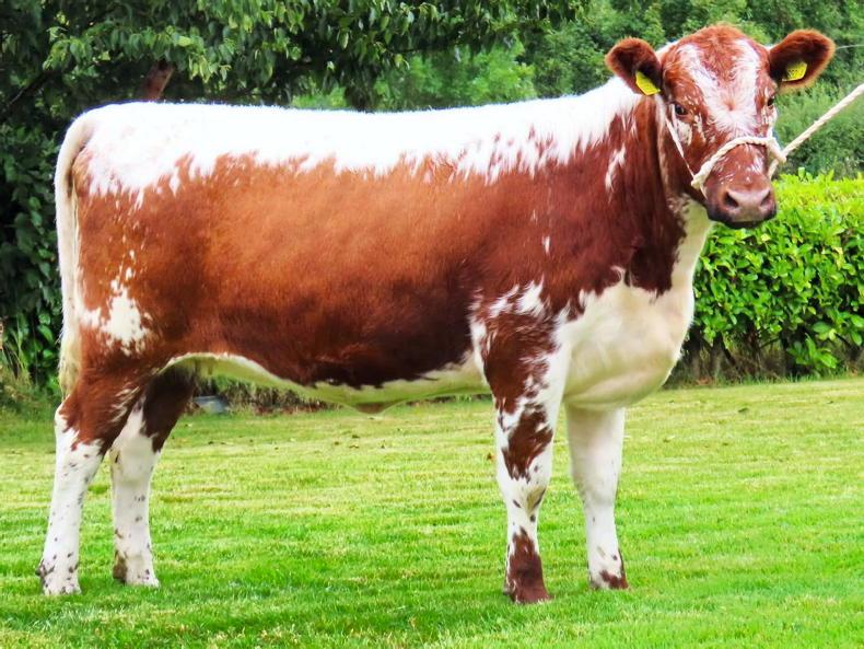 Fermanagh breeder leads Magnificent Moilies sale