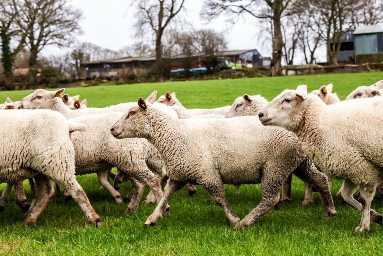 Over 100 livestock attacks reported in NI