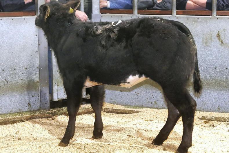 Outstanding suckled calf trade at Ballymena