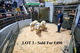 Top of €3,100 at Donegal Cheviot sale