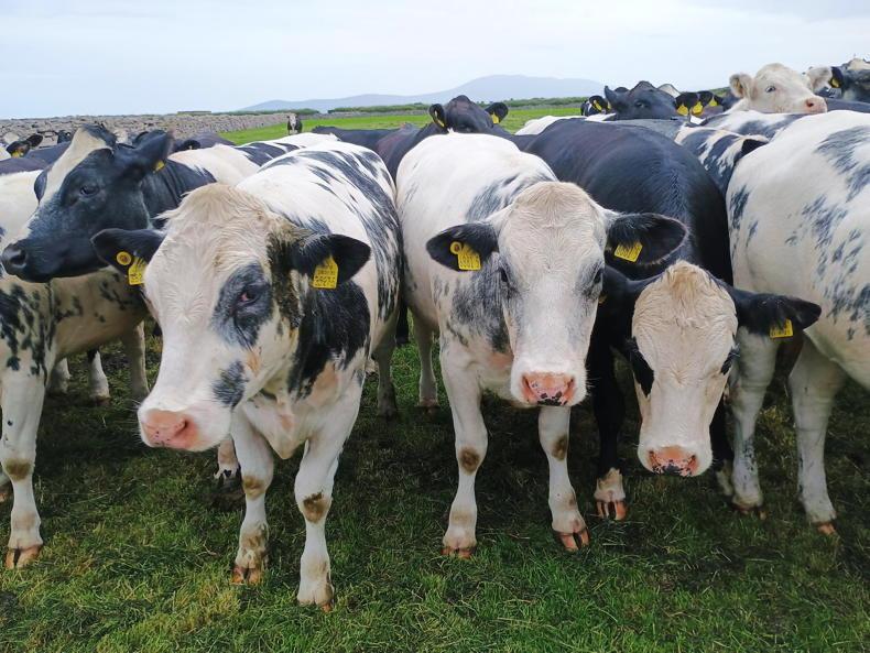 Bovine genetics linked to 15% of payments
