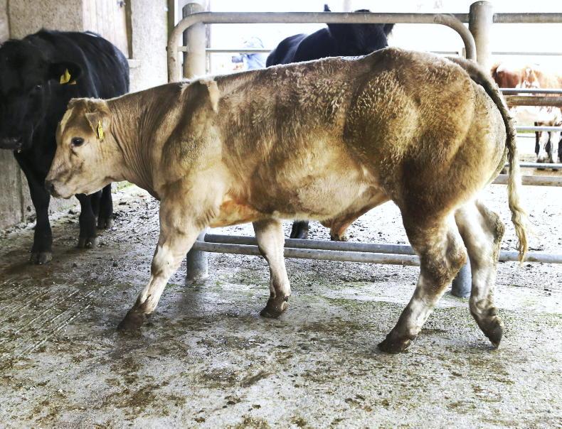 What can buyers afford to pay for store cattle?