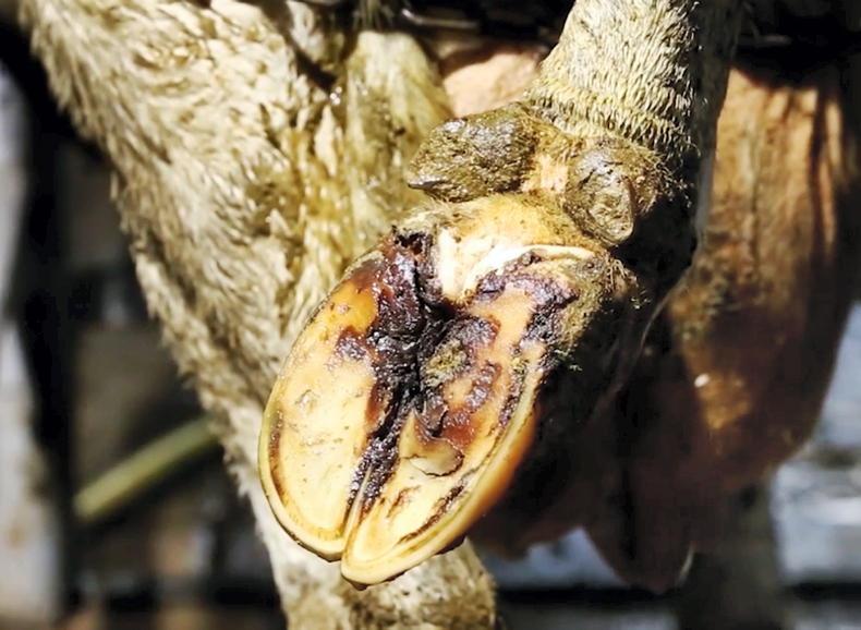 AHI launches new lameness initiative