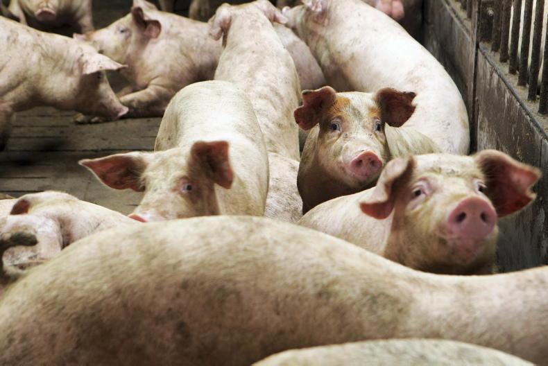 Farmer views: pig farmers hit out at slurry movement rules 