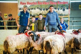 Record prices at Mayo Blackface Sheep Breeders sale