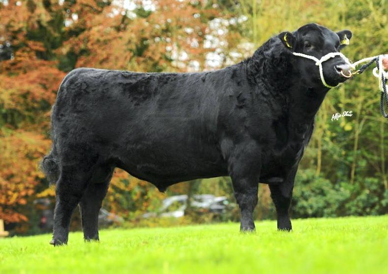 The ICBF beef evaluation changes explained