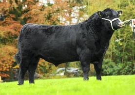 The ICBF beef evaluation changes explained