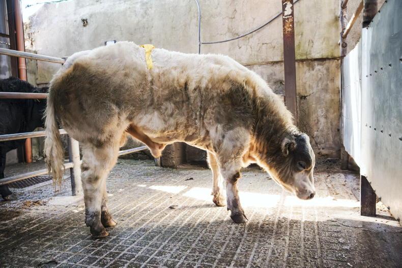 Camera at the Mart: exporters and agents active in Castlerea