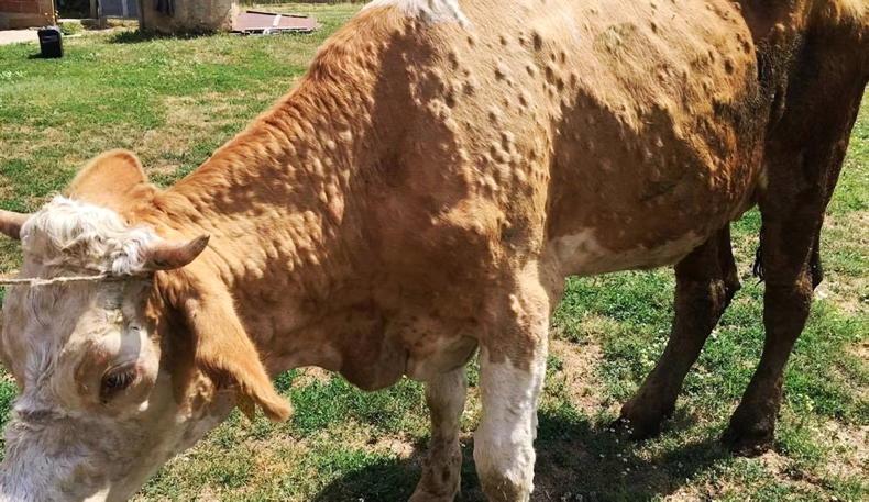 No dairy animals at Sommet due to LSD
