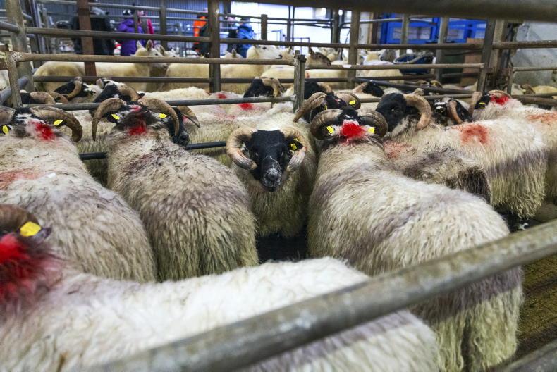 Camera at the Mart: firm demand for stores in Baltinglass
