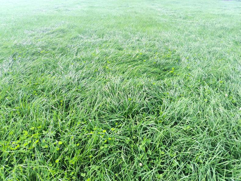 Grass growth predicted to drop quickly