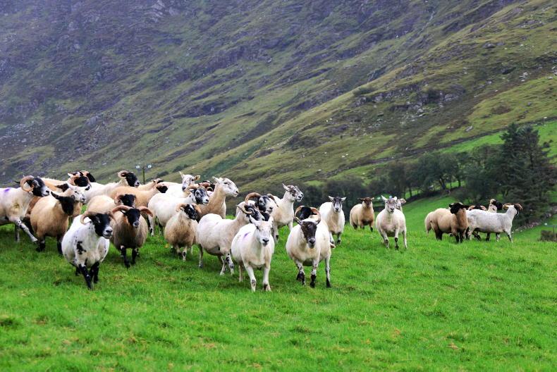 Threat to suckler and sheep schemes in budget