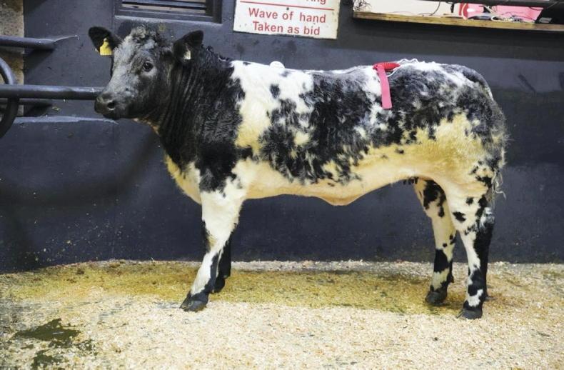 Martbids Database: weanling bulls see a bounce     