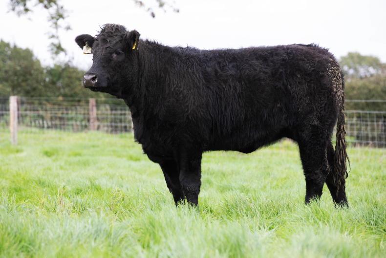 Beef Management: SCEP sales, grassland management and ration