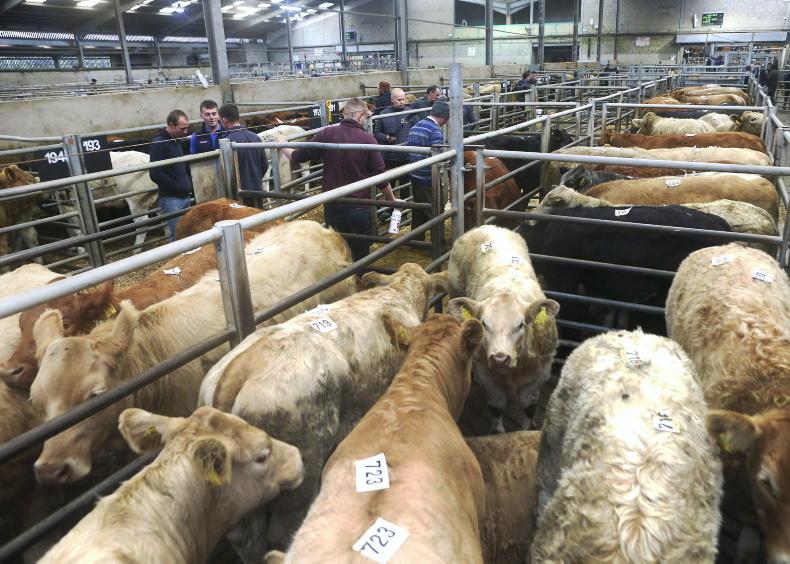 Suckled calf prices surge by over 50%