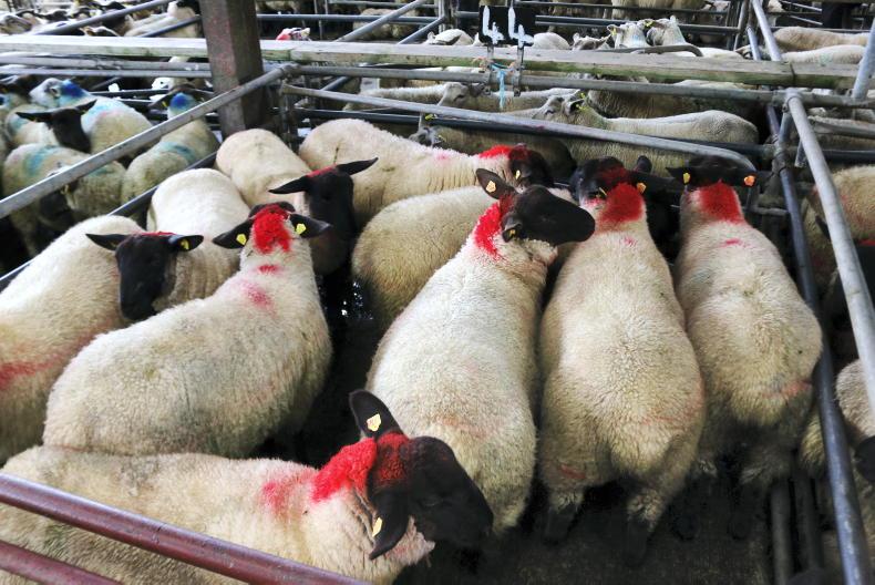 Sheep mart prices: slightly more bite for heavier lambs