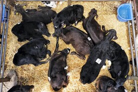 Editorial: planned mart boycott a risky move for exporters
