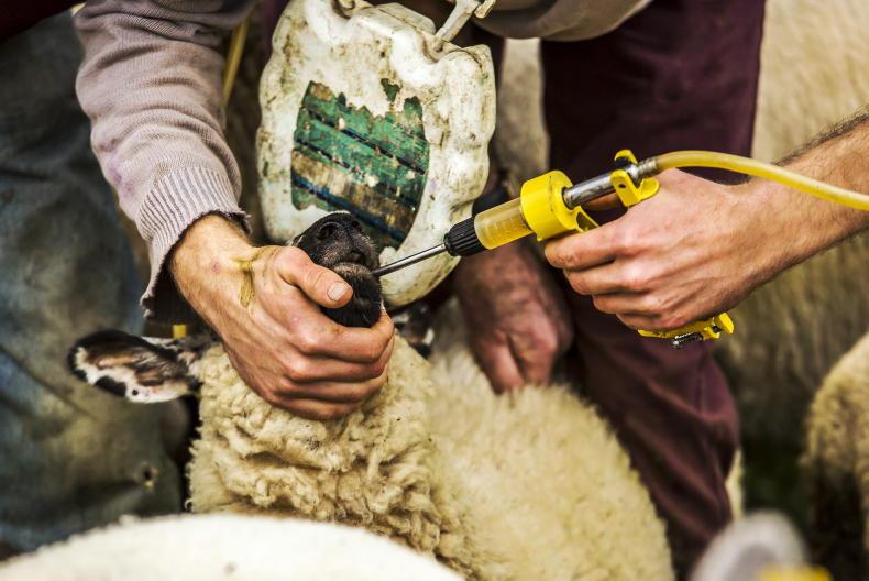 Sheep Management: mineral supplementation, temporary grazing and housing prep