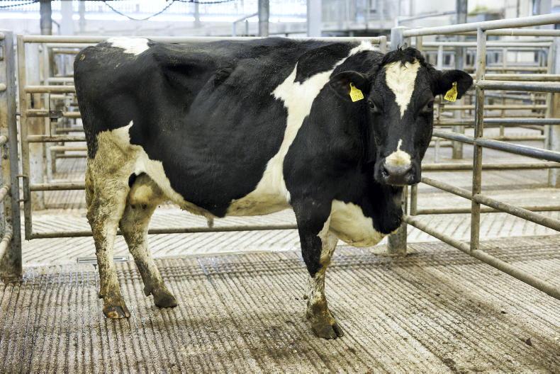Cow prices soar as numbers collapse