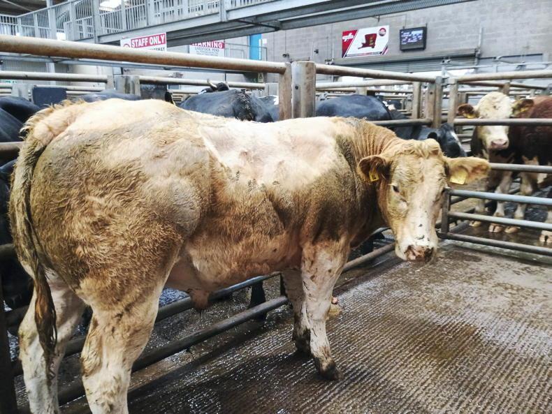 Northern View: steady start to October cattle trade