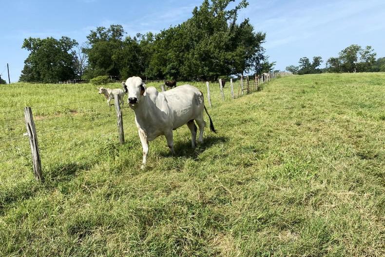 'This farm in the region of 600 breeding stock and over 1,000 cattle'